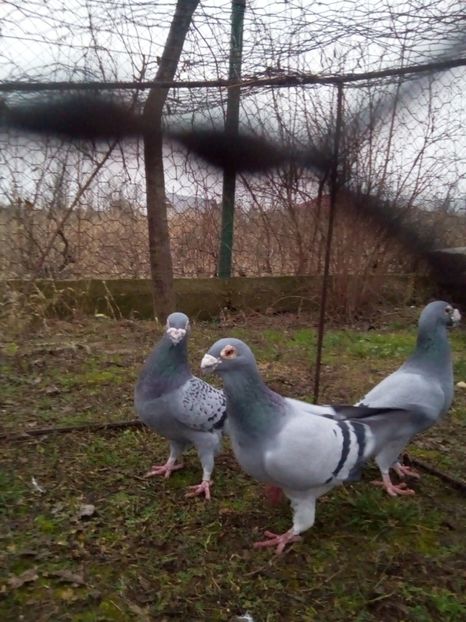  - VOIAJORI STIL VECHI MASCULI 2018