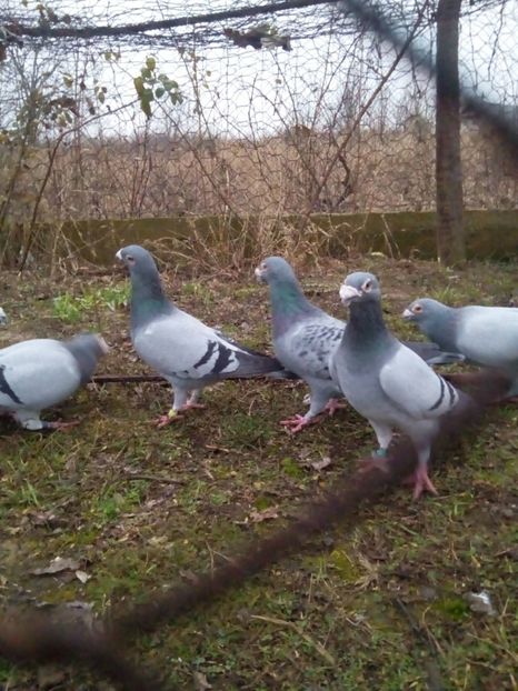  - VOIAJORI STIL VECHI MASCULI 2018