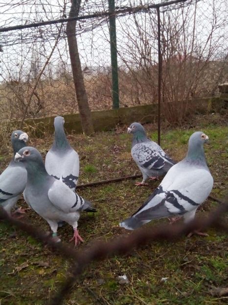  - VOIAJORI STIL VECHI MASCULI 2018