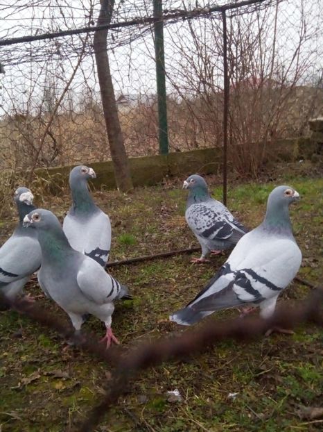  - VOIAJORI STIL VECHI MASCULI 2018