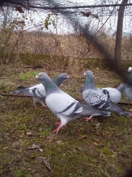  - VOIAJORI STIL VECHI MASCULI 2018