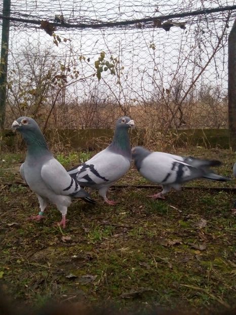  - VOIAJORI STIL VECHI MASCULI 2018