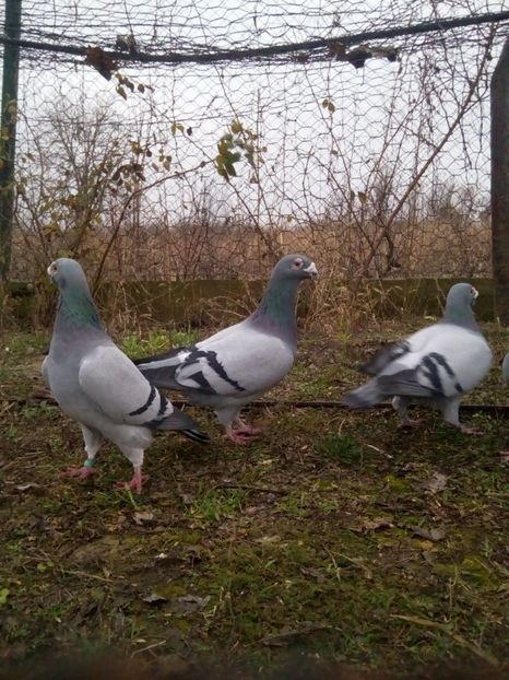  - VOIAJORI STIL VECHI MASCULI 2018