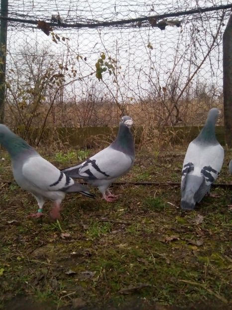  - VOIAJORI STIL VECHI MASCULI 2018