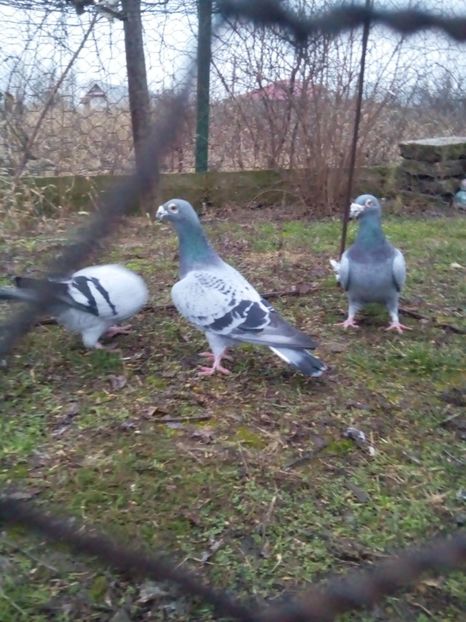  - VOIAJORI STIL VECHI MASCULI 2018