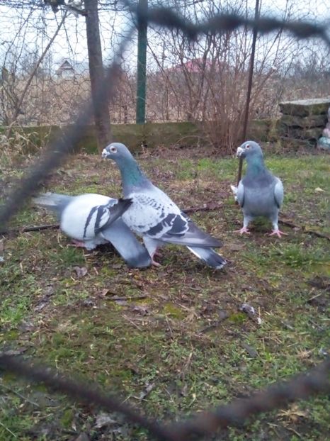  - VOIAJORI STIL VECHI MASCULI 2018