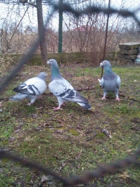  - VOIAJORI STIL VECHI MASCULI 2018