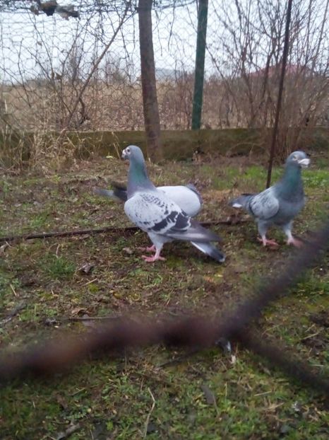  - VOIAJORI STIL VECHI MASCULI 2018