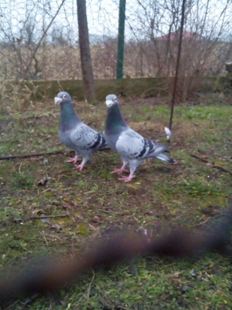  - VOIAJORI STIL VECHI MASCULI 2018