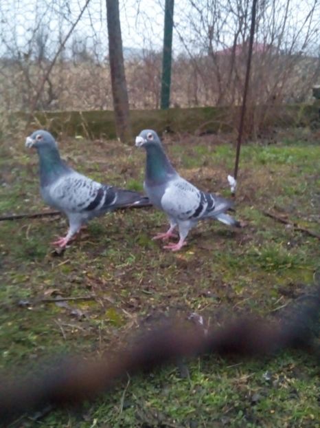  - VOIAJORI STIL VECHI MASCULI 2018