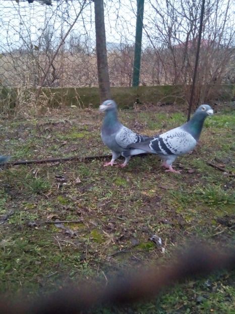  - VOIAJORI STIL VECHI MASCULI 2018