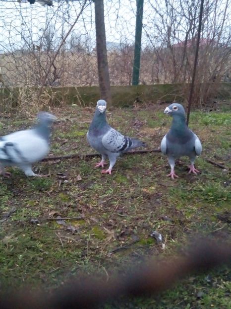  - VOIAJORI STIL VECHI MASCULI 2018