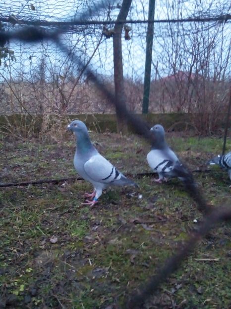  - VOIAJORI STIL VECHI MASCULI 2018