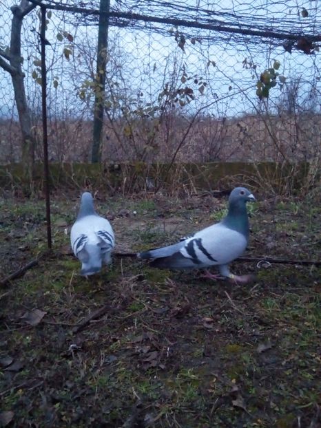  - VOIAJORI STIL VECHI MASCULI 2018