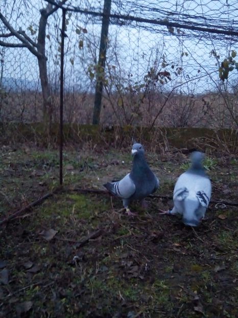  - VOIAJORI STIL VECHI MASCULI 2018