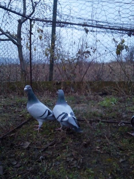  - VOIAJORI STIL VECHI MASCULI 2018