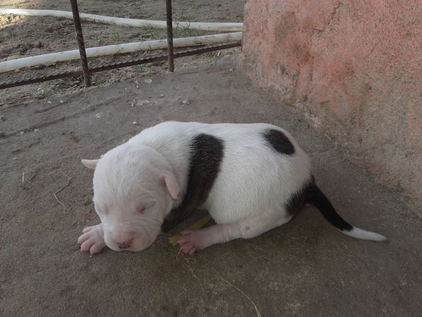  - Catei amstaff de vanzare