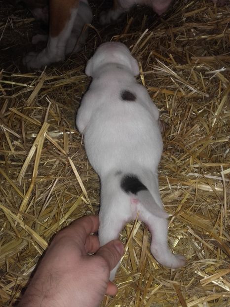  - Catei amstaff de vanzare