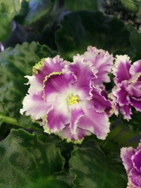 2  ian - ZZ RS Ledianaja Roza- RS Ice Rose