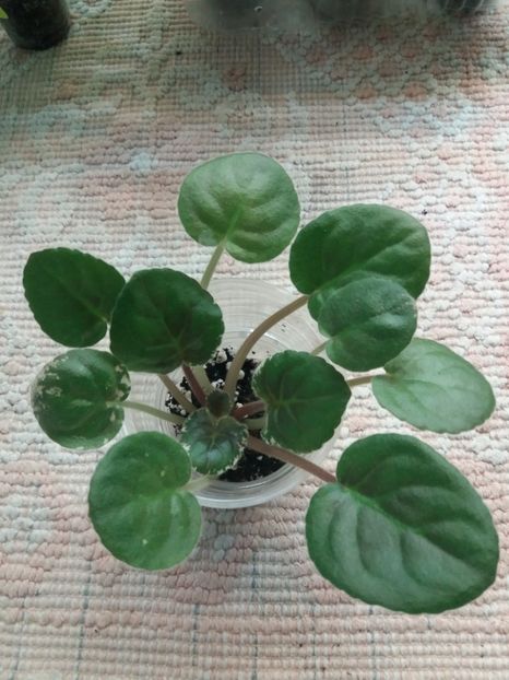 2 ian - ZZ Raspberry Rampage