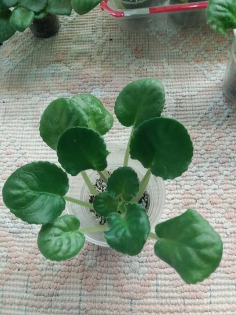 2 ian - ZZ LE Malachitovaia Roza