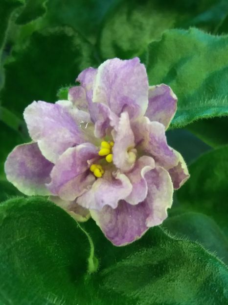 2 ian - ZZ RS Manuela