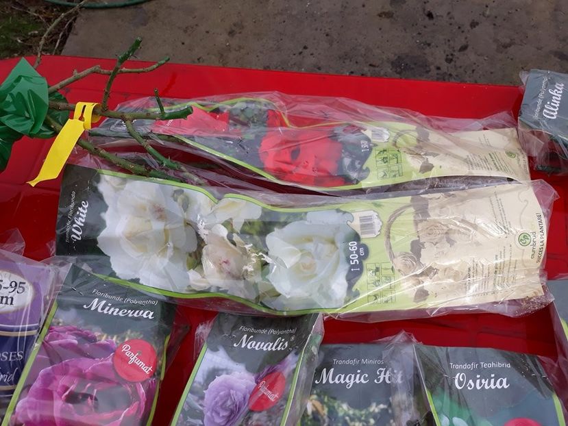  - TRANDAFIRI 2018