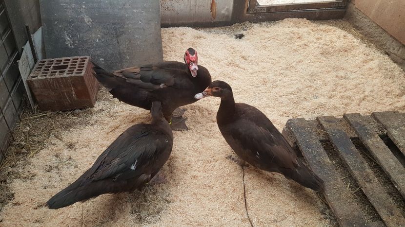  - 0001 rate lesesti matca 2018