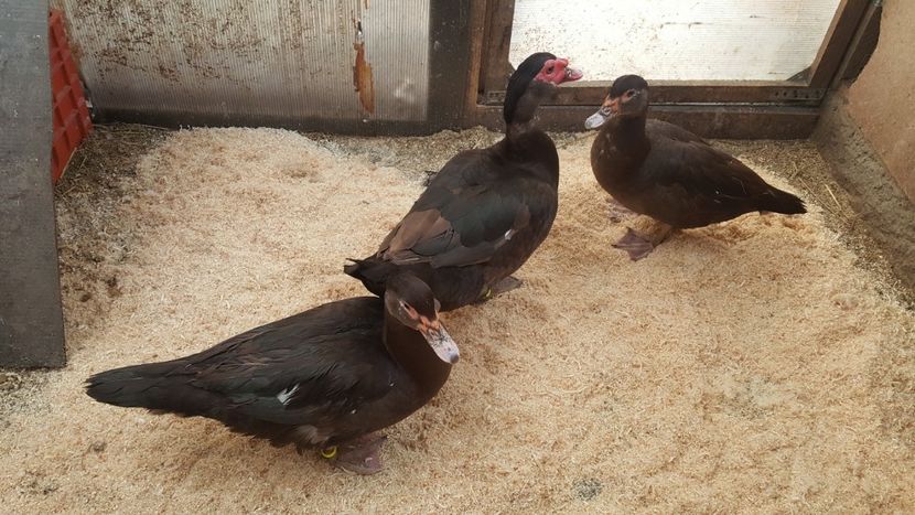  - 0001 rate lesesti matca 2018