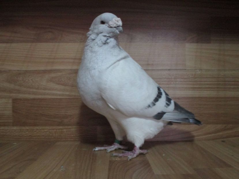 4231-13 - Masculi 2018