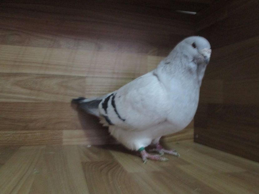 4253-13 - Masculi 2018