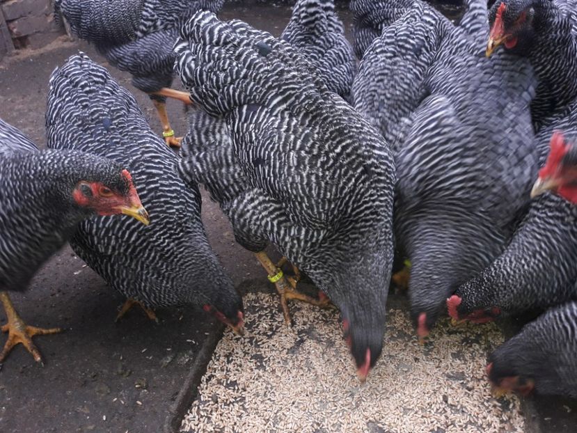  - c Plymouth rock barat