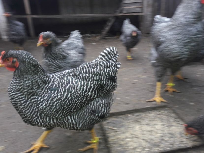  - c Plymouth rock barat