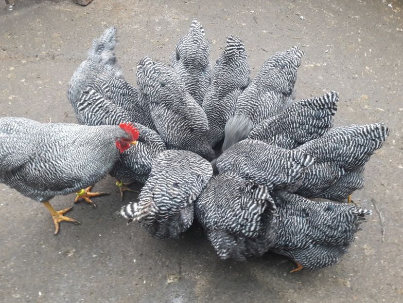  - c Plymouth rock barat