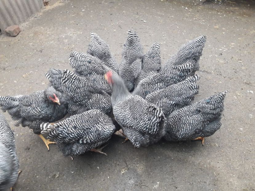  - c Plymouth rock barat