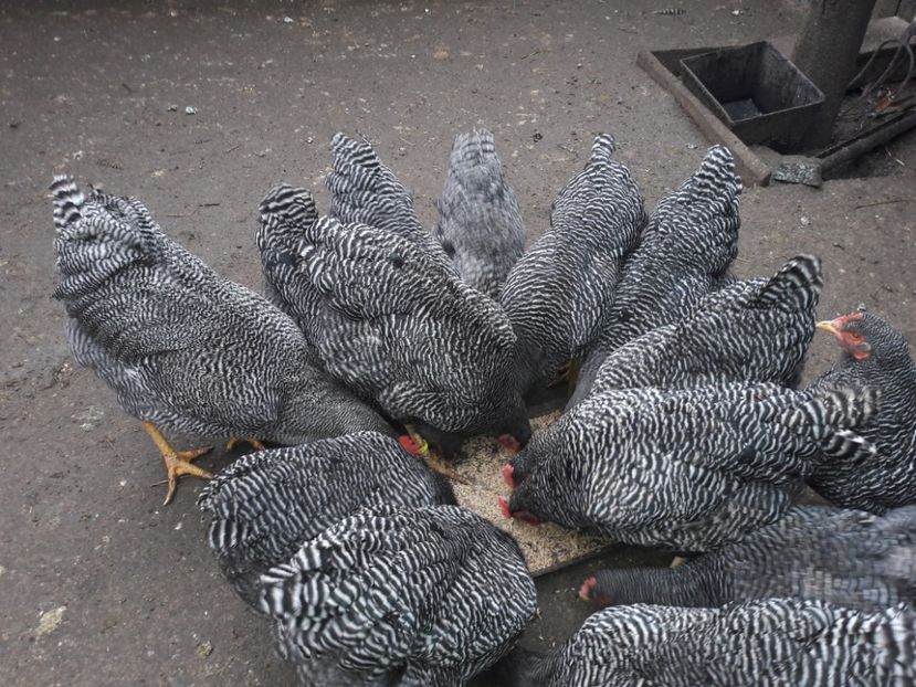  - c Plymouth rock barat