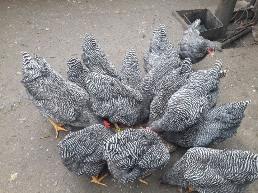  - c Plymouth rock barat