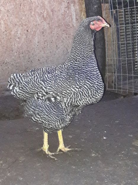  - c Plymouth rock barat