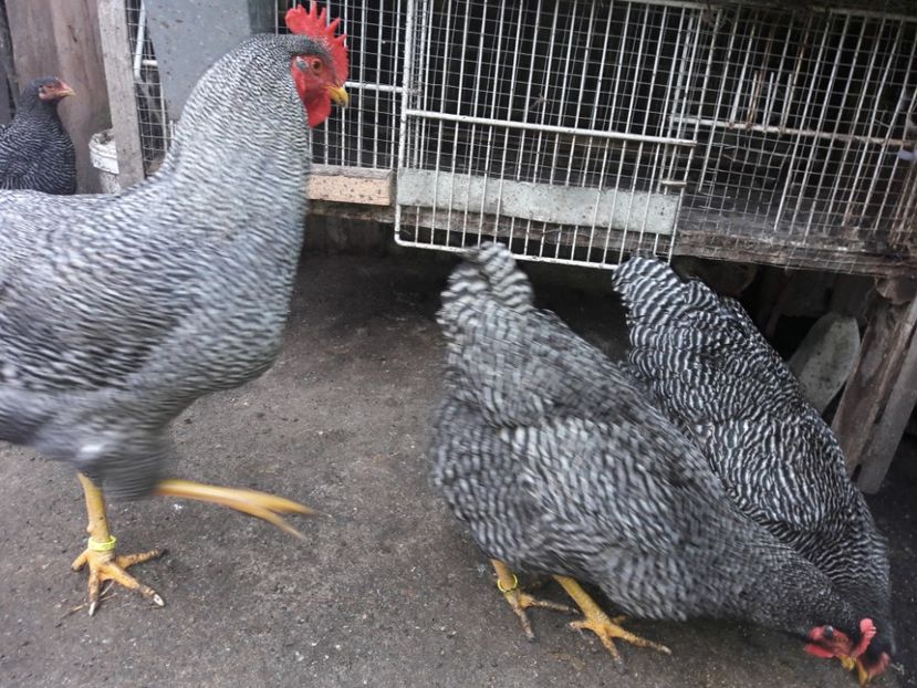  - c Plymouth rock barat