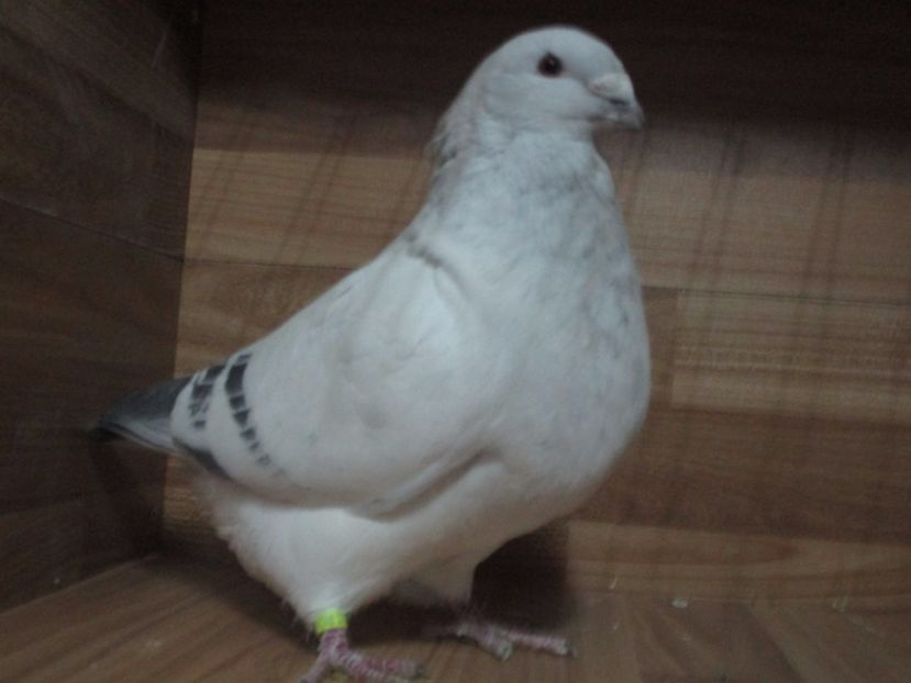 6876-17 - Masculi 2018