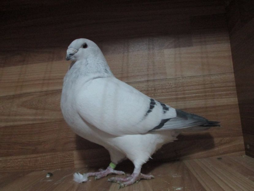 6885-17 - Masculi 2018