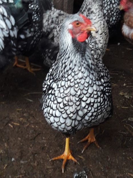  - d Wyandotte argintiu