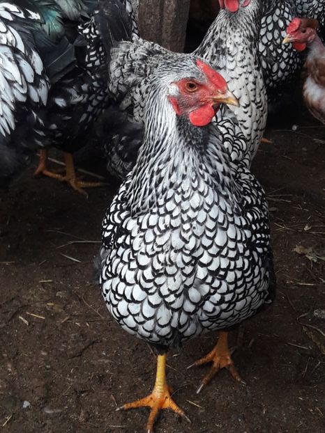  - d Wyandotte argintiu