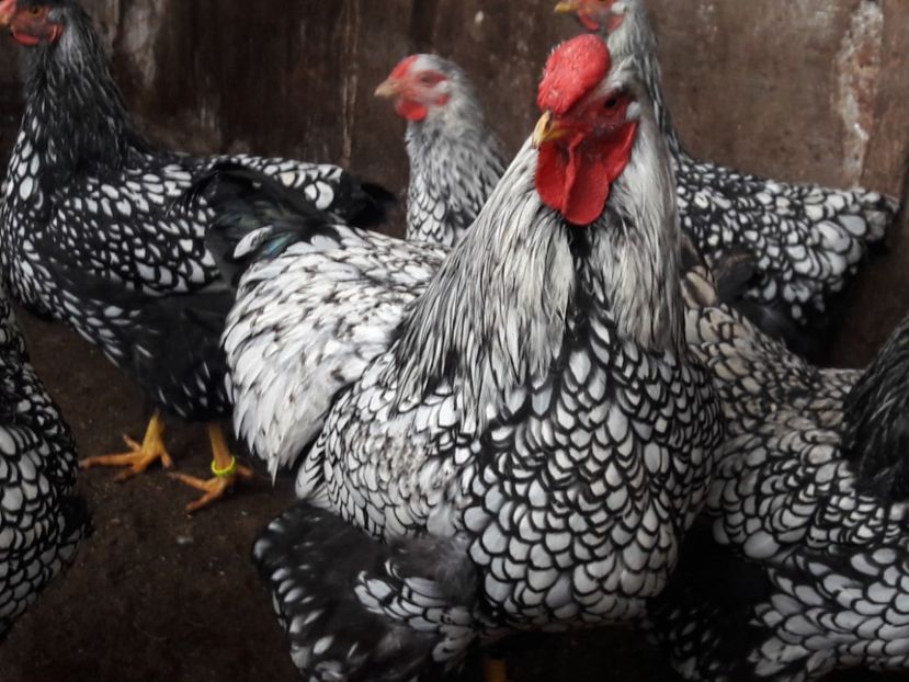  - d Wyandotte argintiu