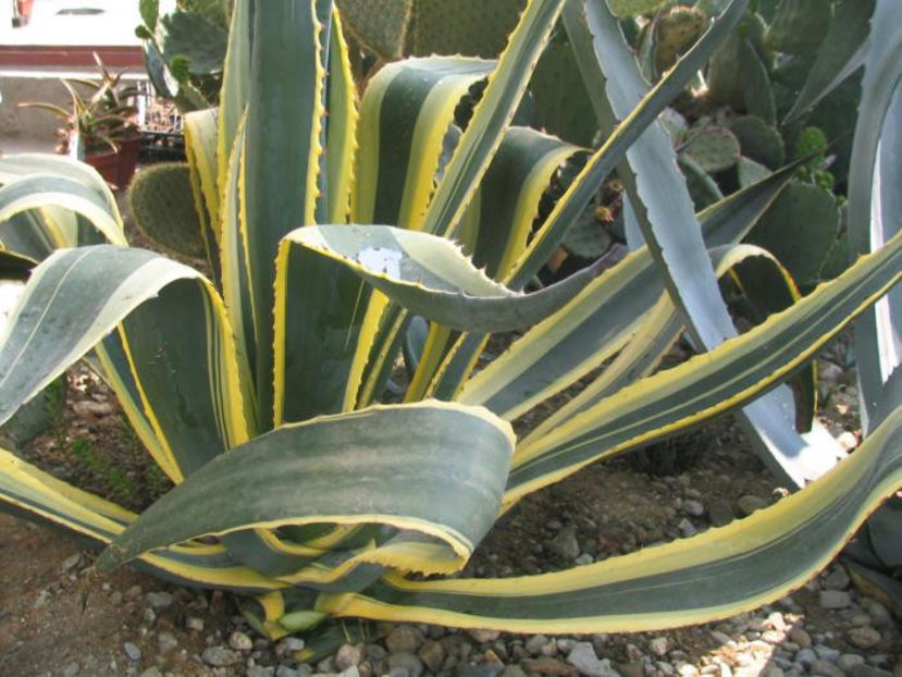 Agave americana var. marginata Trel. 1914. - Genul Agave