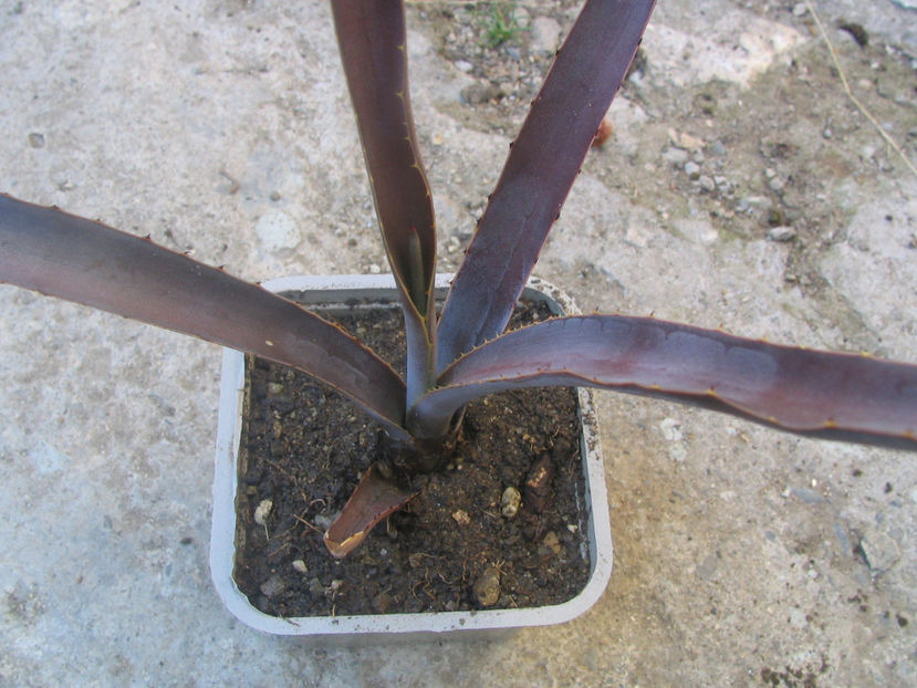 Agave colorata Gentry 1942. - Genul Agave