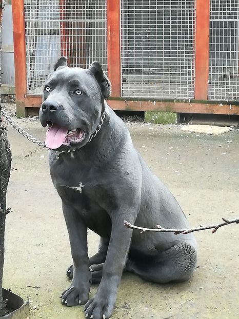 6 luni jumate - CANE CORSO BLUE