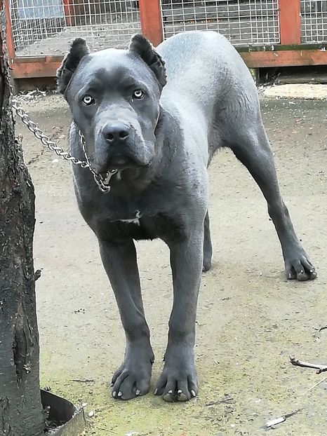 - CANE CORSO BLUE