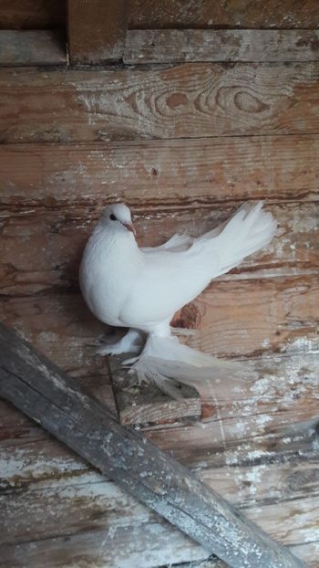 per 7 f - Porumbei care  nui mai detin