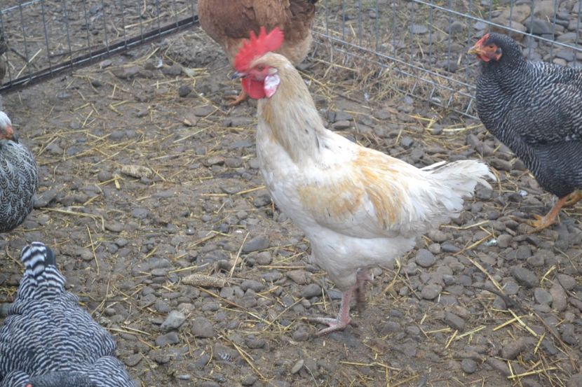  - Pui din Minorca si Isa Brown